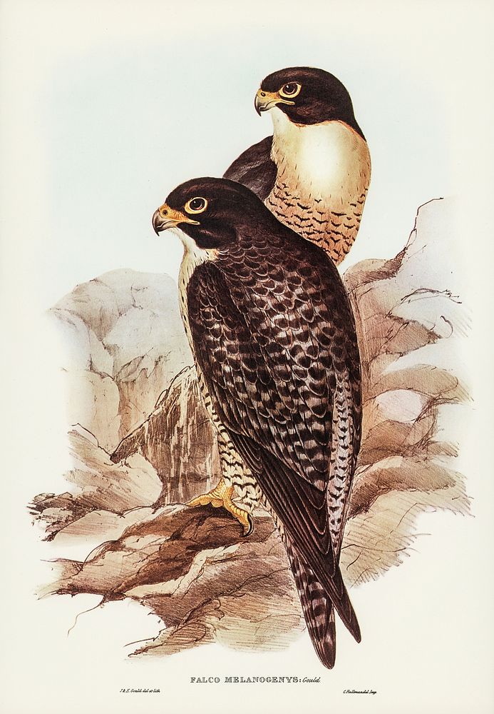 Black-cheeked Falcon (Falco melanogenys) illustrated by Elizabeth Gould (1804&ndash;1841) for John Gould&rsquo;s (1804-1881)…