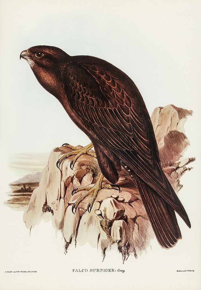 Black Falcon (Falco sunnier) illustrated by Elizabeth Gould (1804&ndash;1841) for John Gould&rsquo;s (1804-1881) Birds of…