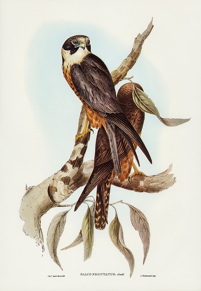 illustrated by Elizabeth Gould (1804&ndash;1841) for John Gould&rsquo;s (1804-1881) Birds of Australia (1972 Edition, 8…