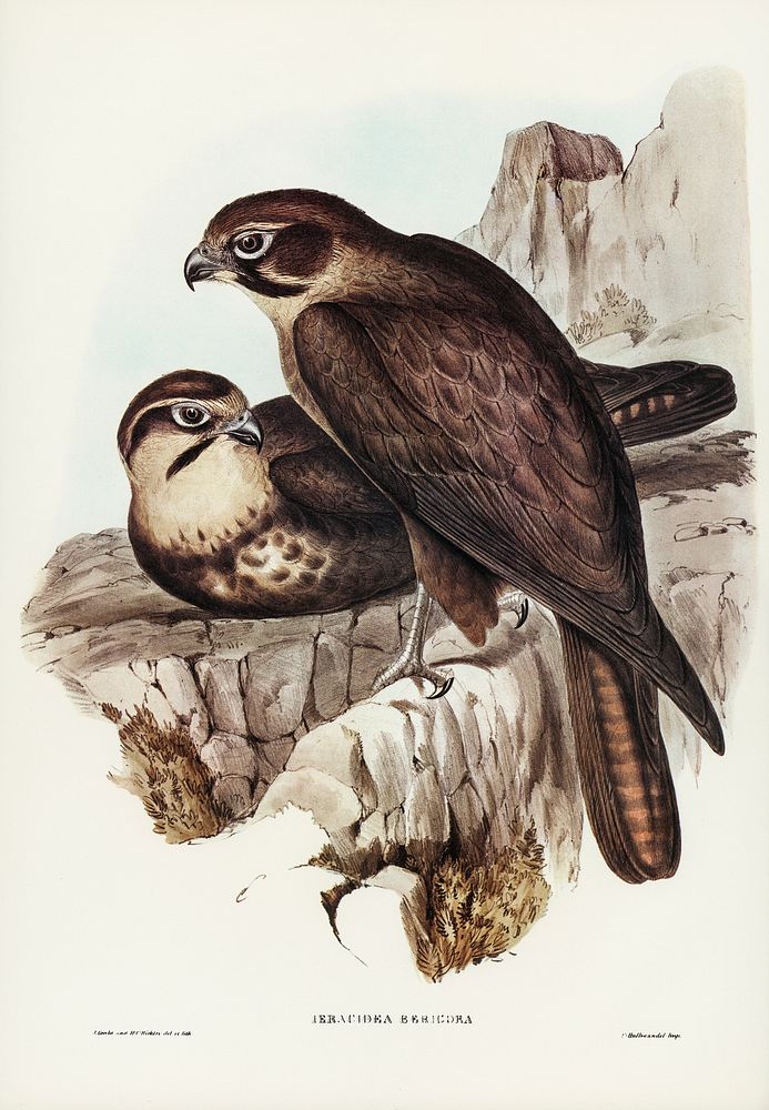 Brown Hawk (Ieracidea Berigora) illustrated by Elizabeth Gould (1804&ndash;1841) for John Gould&rsquo;s (1804-1881) Birds of…