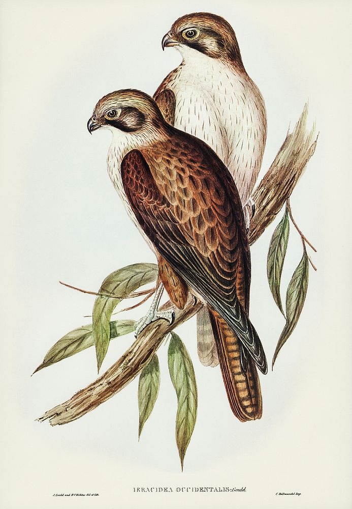 Westren Brown Hawk (Ieracidea occidentalis) illustrated by Elizabeth Gould (1804&ndash;1841) for John Gould&rsquo;s (1804…