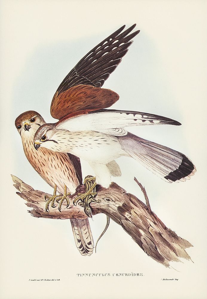 Nankeen Kestril (Tinnunculus Cencbroides) illustrated by Elizabeth Gould (1804&ndash;1841) for John Gould&rsquo;s (1804…