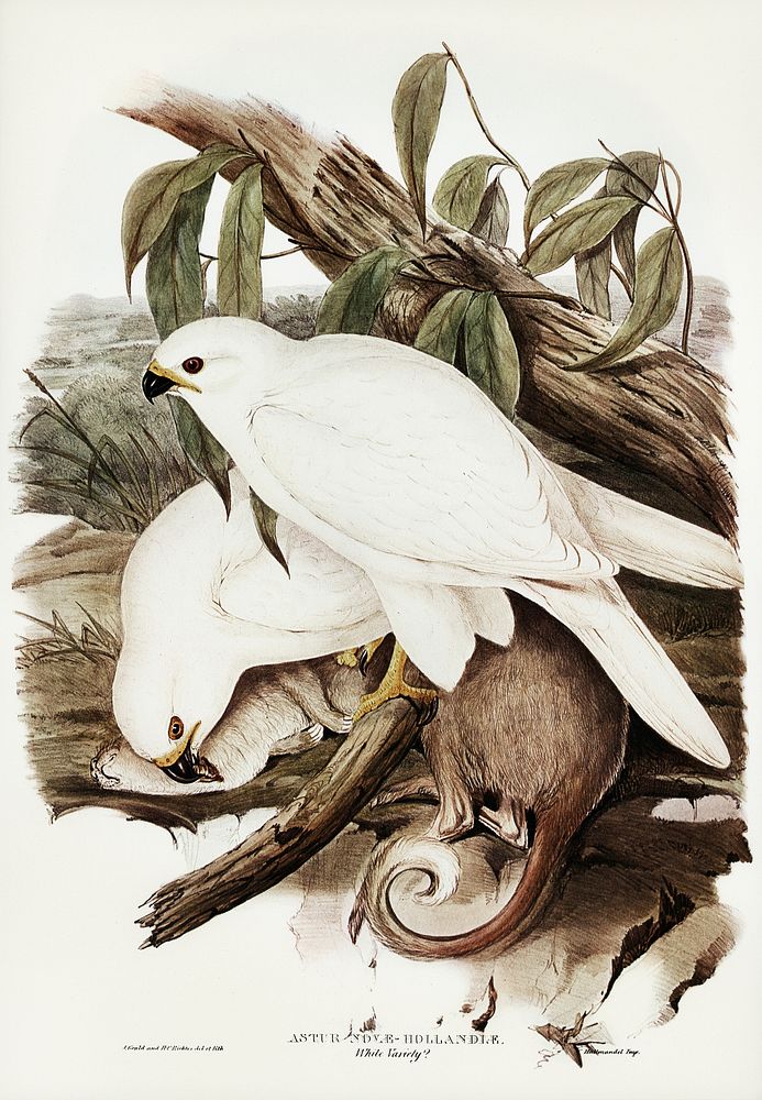 White Goshawk (Astur Nova-Hollandix, albino) illustrated by Elizabeth Gould (1804&ndash;1841) for John Gould&rsquo;s (1804…
