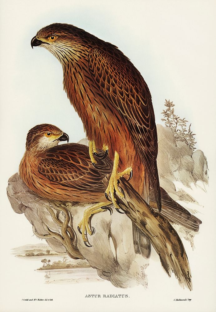 Radiated Goshawk (Astur radintus) illustrated by Elizabeth Gould (1804&ndash;1841) for John Gould&rsquo;s (1804-1881) Birds…