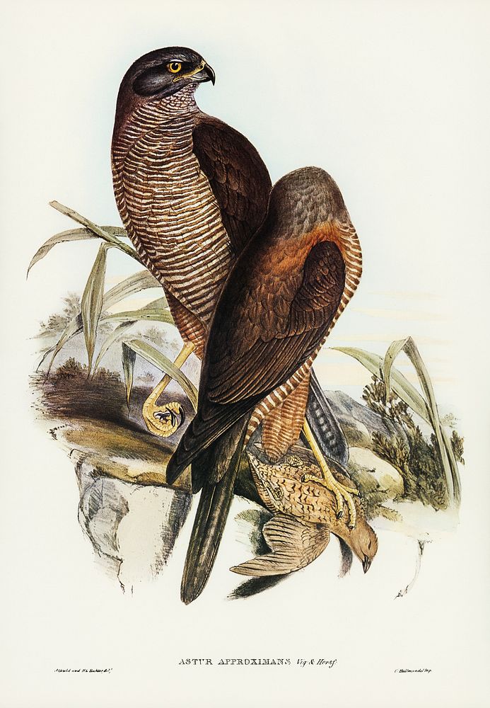Australian Goshawk (Astur approximans) illustrated by Elizabeth Gould (1804&ndash;1841) for John Gould&rsquo;s (1804-1881)…