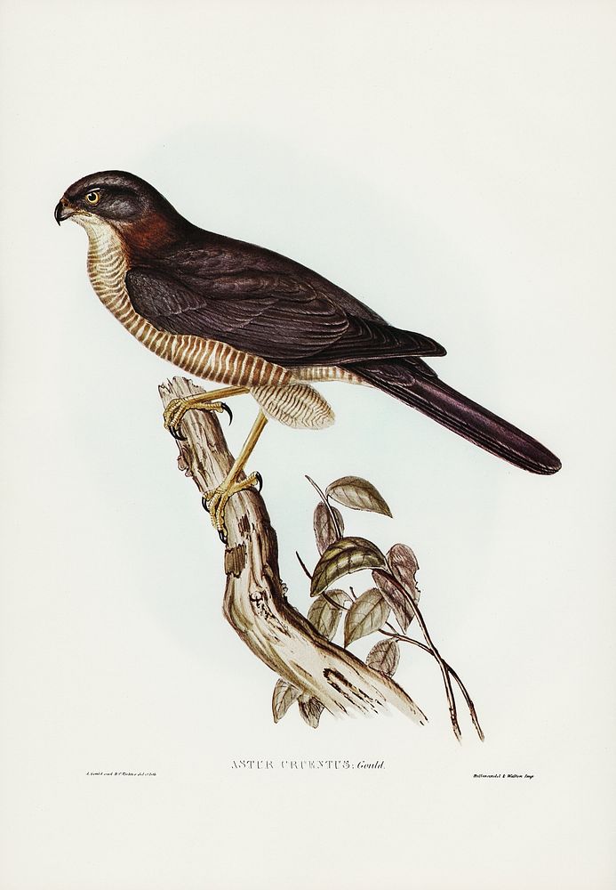 West Australian Goshawk (Astur cruentus) illustrated by Elizabeth Gould (1804&ndash;1841) for John Gould&rsquo;s (1804-1881)…