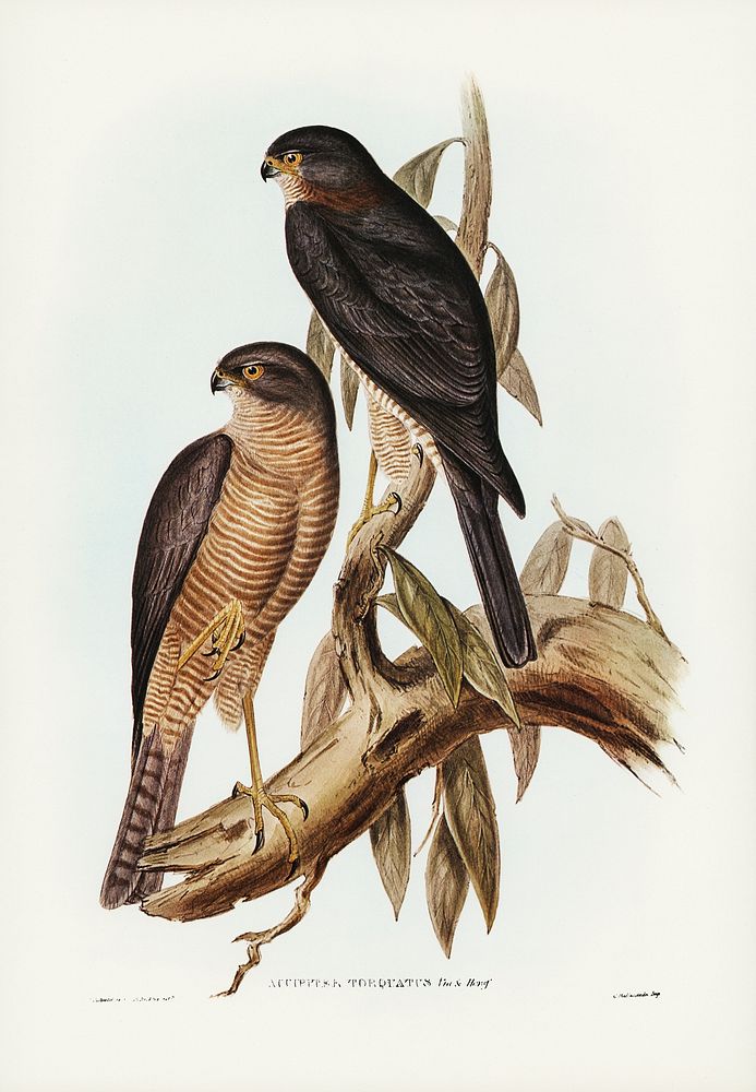 Collaed Sparrow Hawk (Accipter torquatus) illustrated by Elizabeth Gould (1804&ndash;1841) for John Gould&rsquo;s (1804…