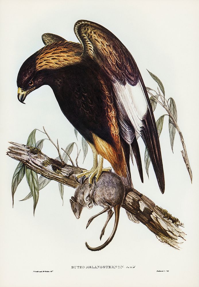 Black-Breasted Buzzard (Buteo melanosternon) illustrated by Elizabeth Gould (1804&ndash;1841) for John Gould&rsquo;s (1804…