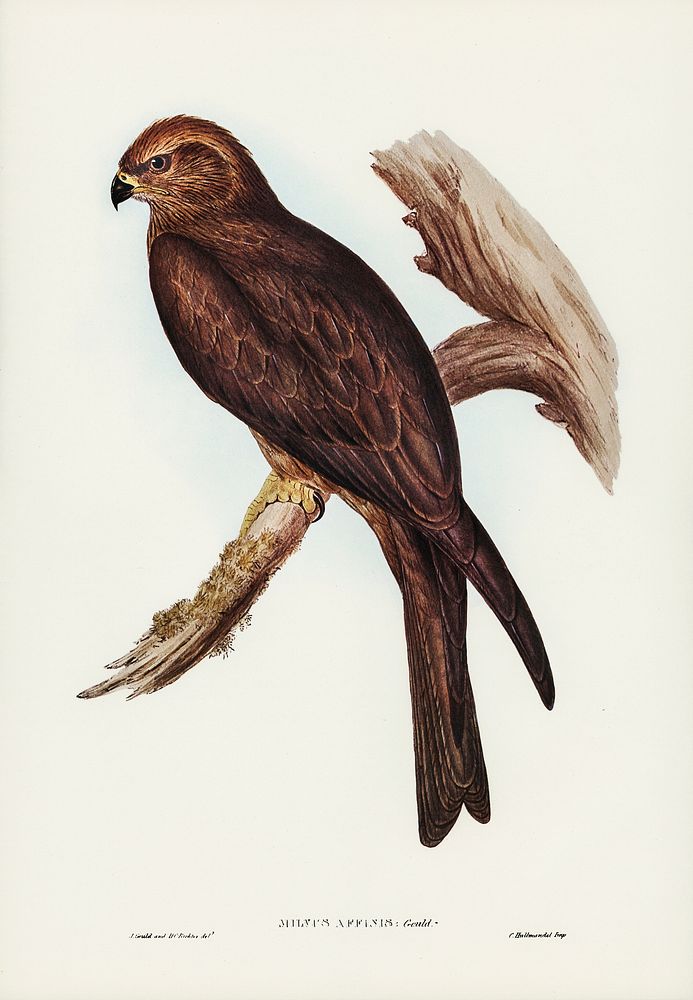 Allied Kite (Milvus affinis) illustrated by Elizabeth Gould (1804&ndash;1841) for John Gould&rsquo;s (1804-1881) Birds of…