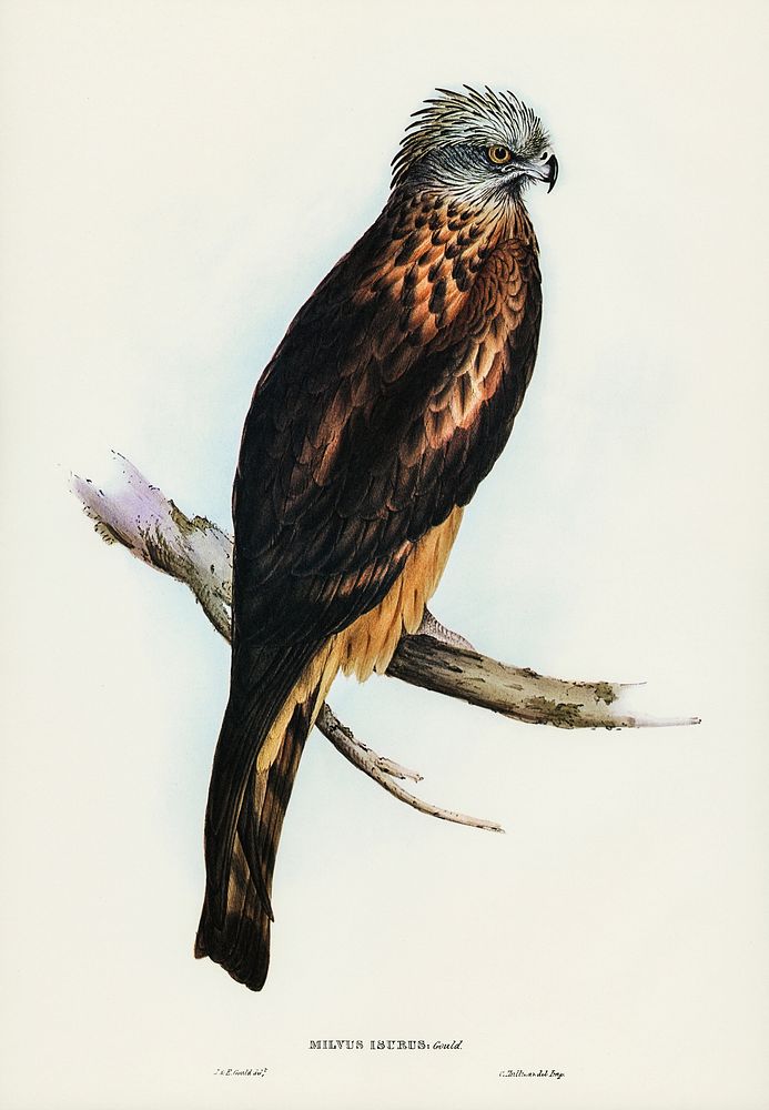 Square-tailed Kite (Milvus insures) illustrated by Elizabeth Gould (1804&ndash;1841) for John Gould&rsquo;s (1804-1881)…