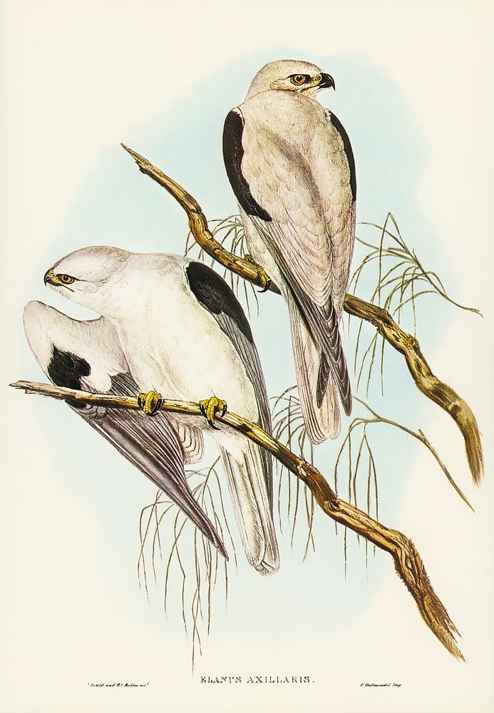 Square-tailed Kite (Milvus insures) illustrated by Elizabeth Gould (1804&ndash;1841) for John Gould&rsquo;s (1804-1881)…