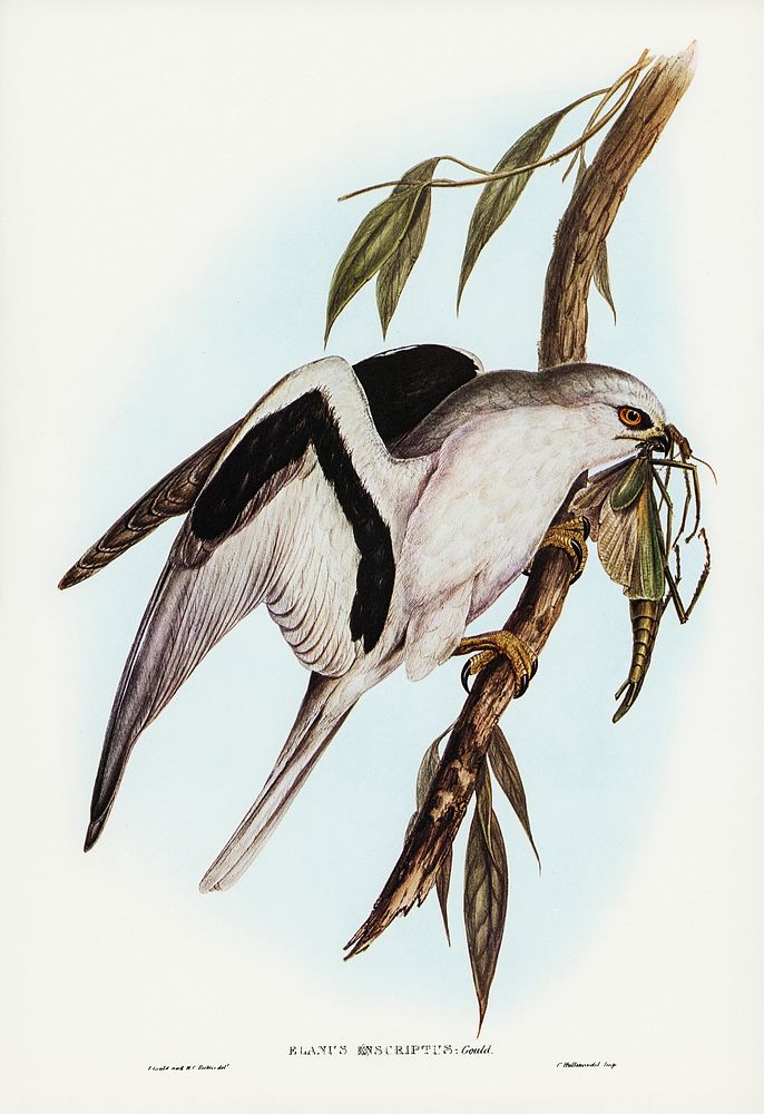 Letter-winged Kite (Elanus sciptus) illustrated by Elizabeth Gould (1804&ndash;1841) for John Gould&rsquo;s (1804-1881)…
