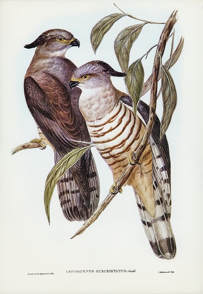 Crested Hawk (Lepidogenys subcristatus) illustrated by Elizabeth Gould (1804&ndash;1841) for John Gould&rsquo;s (1804-1881)…