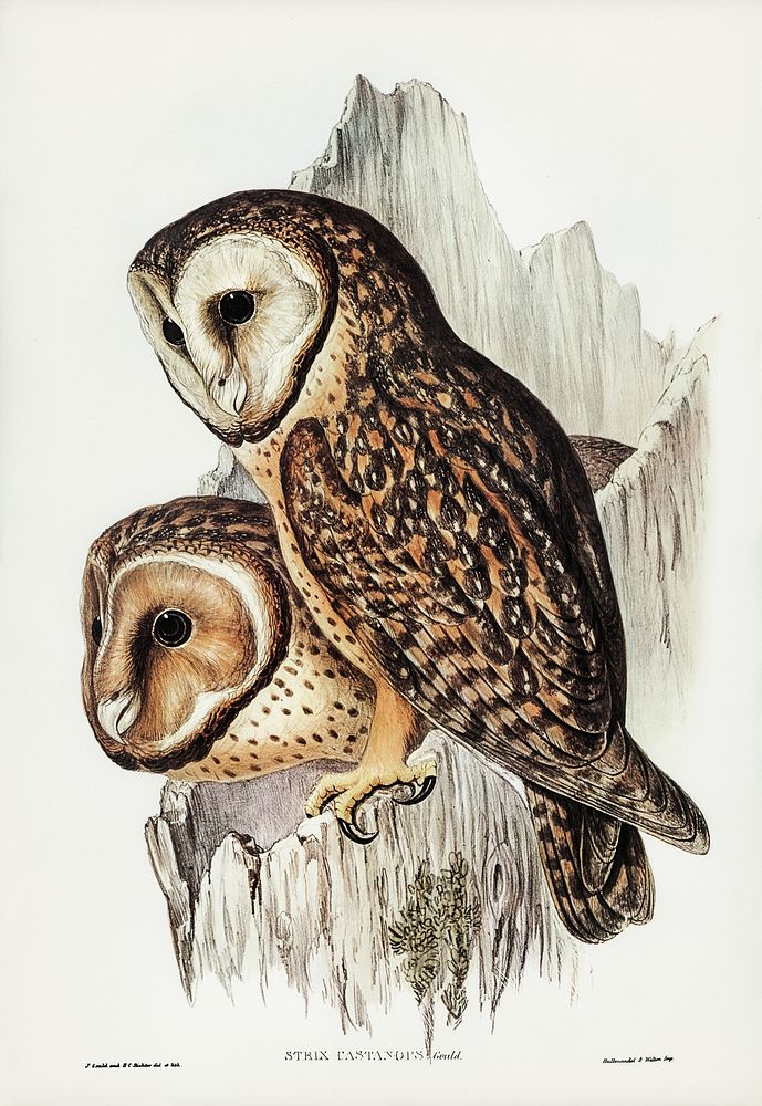 Chestnut-faced Owl (Strix castanops) illustrated by Elizabeth Gould (1804&ndash;1841) for John Gould&rsquo;s (1804-1881)…