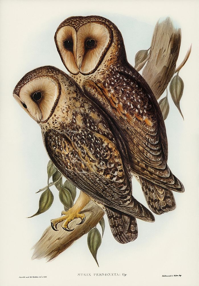 Masked Barn Owl (Strix Personata, Vig) illustrated by Elizabeth Gould (1804&ndash;1841) for John Gould&rsquo;s (1804-1881)…