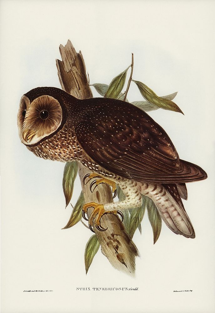 Sooty Owl (Strix tenebricosus, Gould) illustrated by Elizabeth Gould (1804&ndash;1841) for John Gould&rsquo;s (1804-1881)…