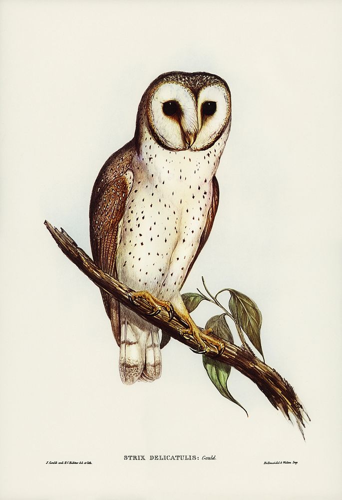 Delicate Owl (Strix delicatulus) illustrated by Elizabeth Gould (1804&ndash;1841) for John Gould&rsquo;s (1804-1881) Birds…