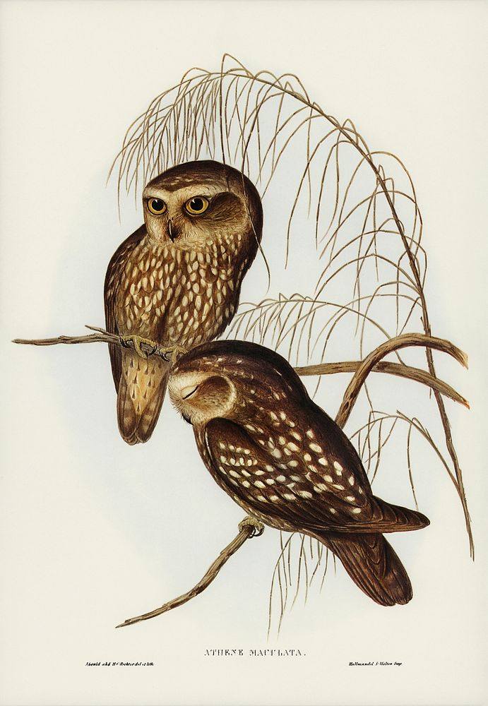 Spotted Owl (Athene maculate) illustrated by Elizabeth Gould (1804&ndash;1841) for John Gould&rsquo;s (1804-1881) Birds of…