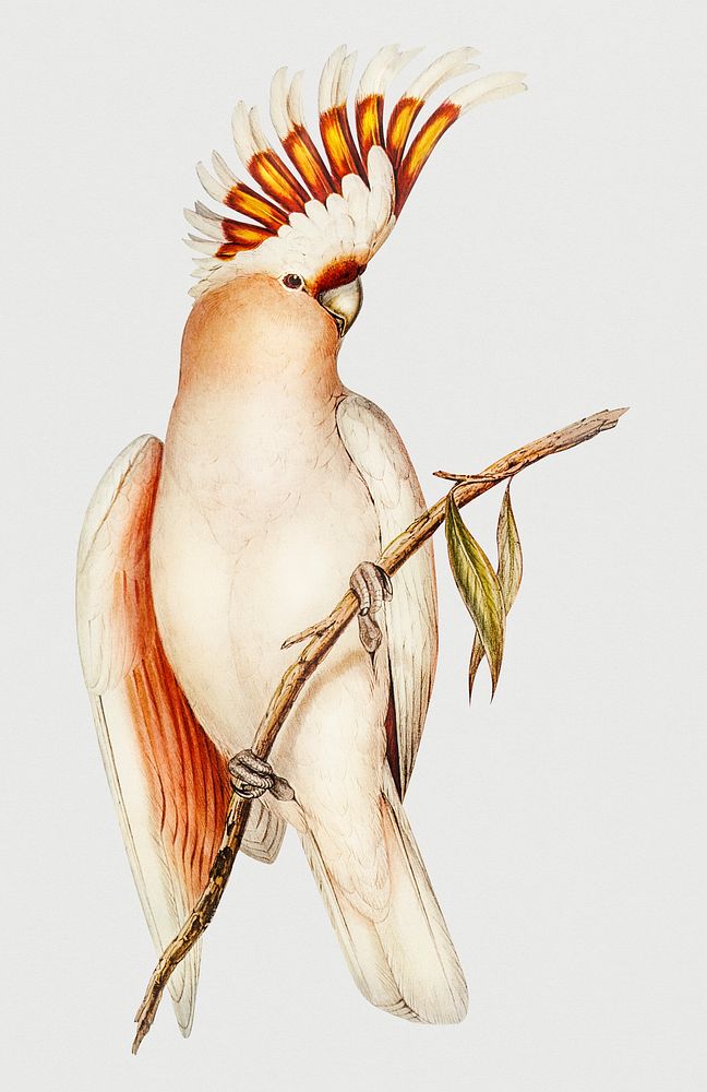 Vintage Illustration of Leadbeater's Cockatoo.