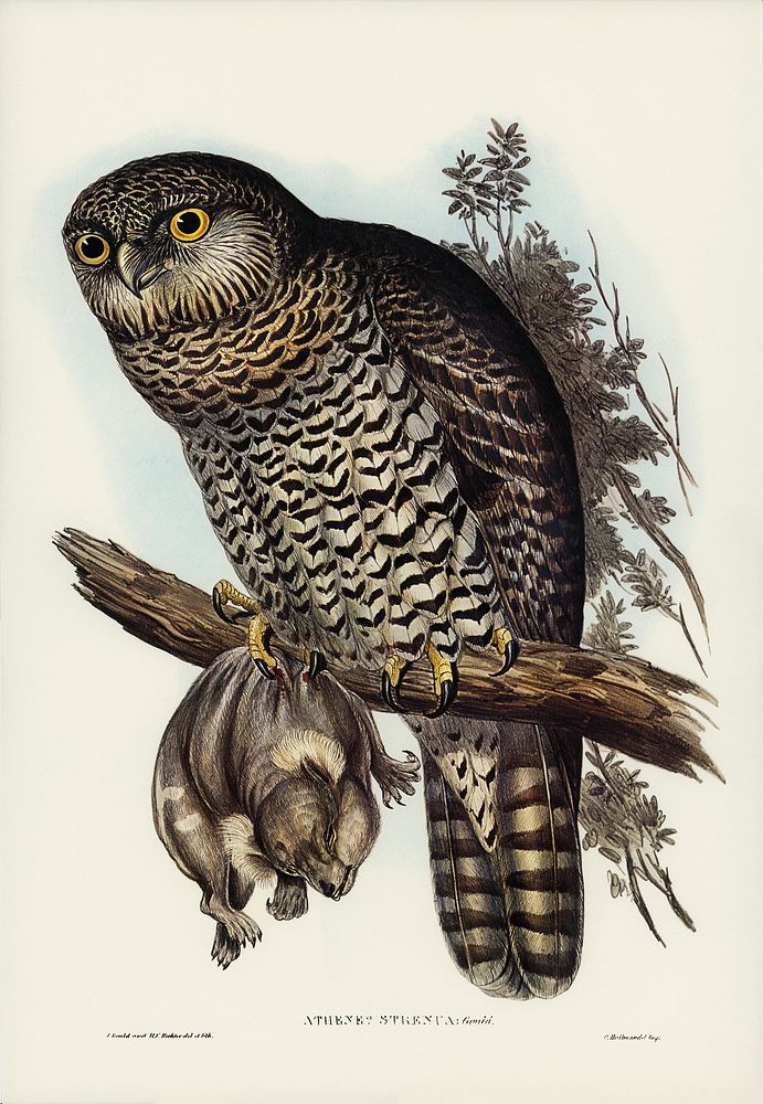 Powerful Owl (Athene strenua) illustrated by Elizabeth Gould (1804&ndash;1841) for John Gould&rsquo;s (1804-1881) Birds of…