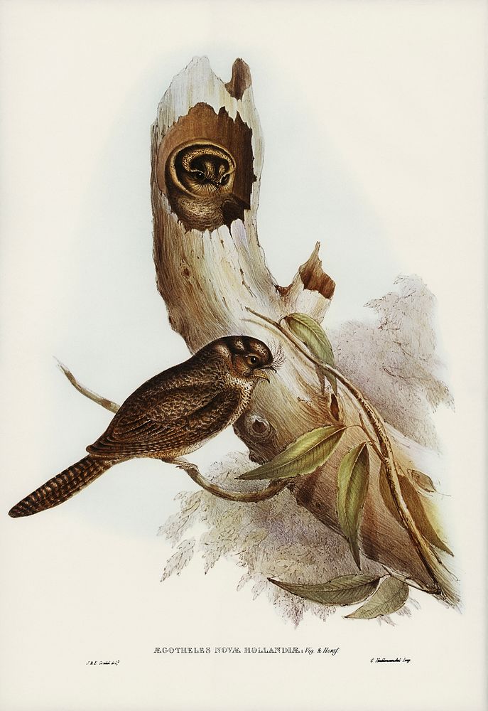 Owlet Nightjar (Aegotheles nova-hollandie) illustrated by Elizabeth Gould (1804&ndash;1841) for John Gould&rsquo;s (1804…