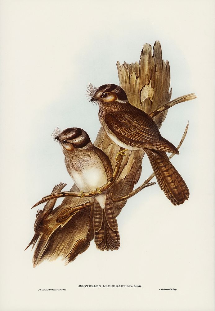 White-bellied Owlet Nightjar (Aegotheles leucogaster, Gould) illustrated by Elizabeth Gould (1804&ndash;1841) for John…