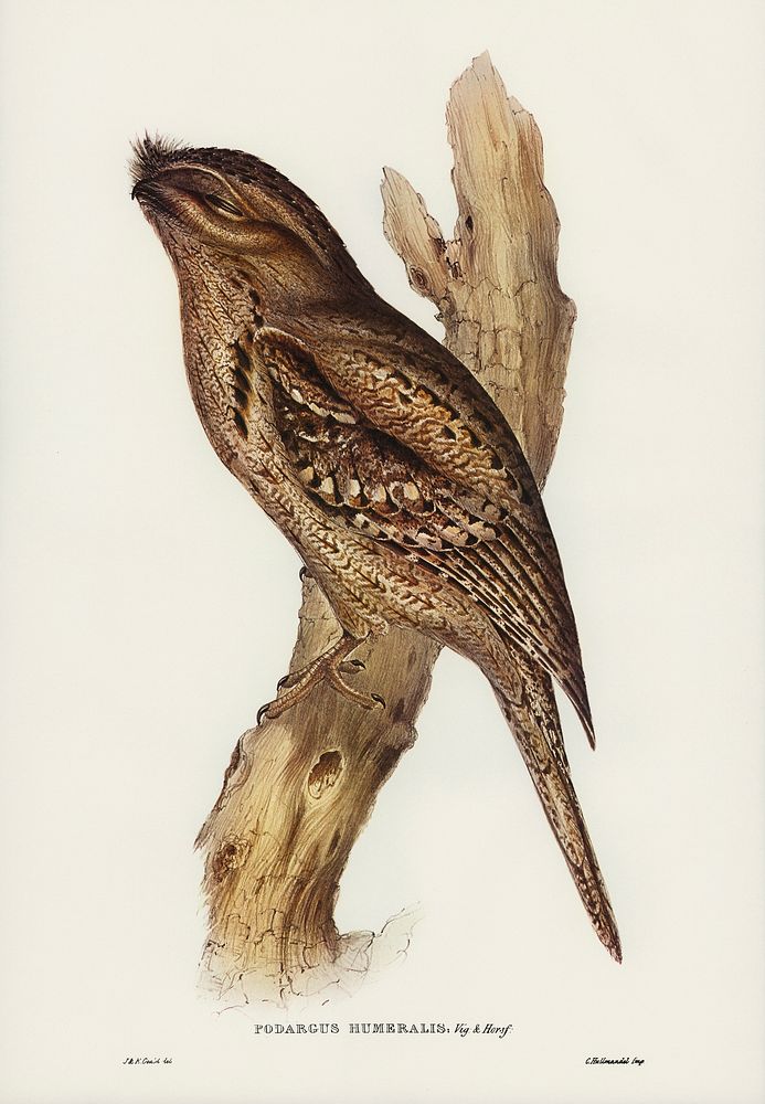 Tawny-shouldered Frogmouth (Podargus humerals) illustrated by Elizabeth Gould (1804&ndash;1841) for John Gould&rsquo;s (1804…