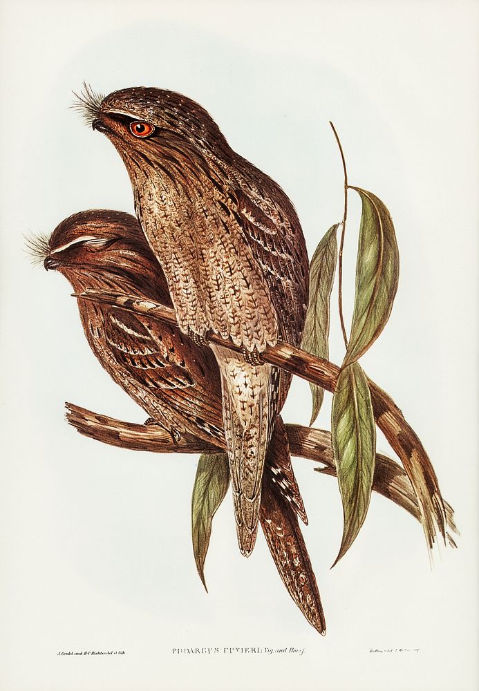 Tawny Frogmouth (Podargus Cuvieri) illustrated by Elizabeth Gould (1804&ndash;1841) for John Gould&rsquo;s (1804-1881) Birds…