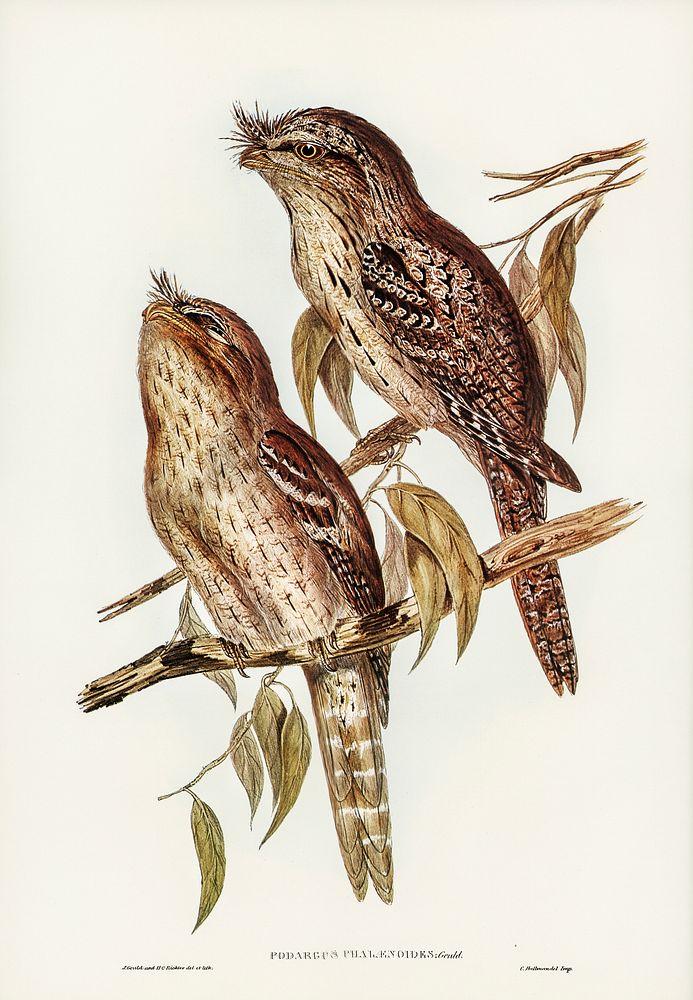 Podargus Phalaenoides and Moth-plumaged Podargus (Gould) Iillustrated by Elizabeth Gould (1804&ndash;1841) for John…