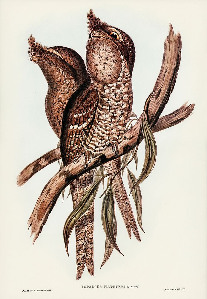 Plumed Podargus (Podargus plumiferus) illustrated by Elizabeth Gould (1804&ndash;1841) for John Gould&rsquo;s (1804-1881)…