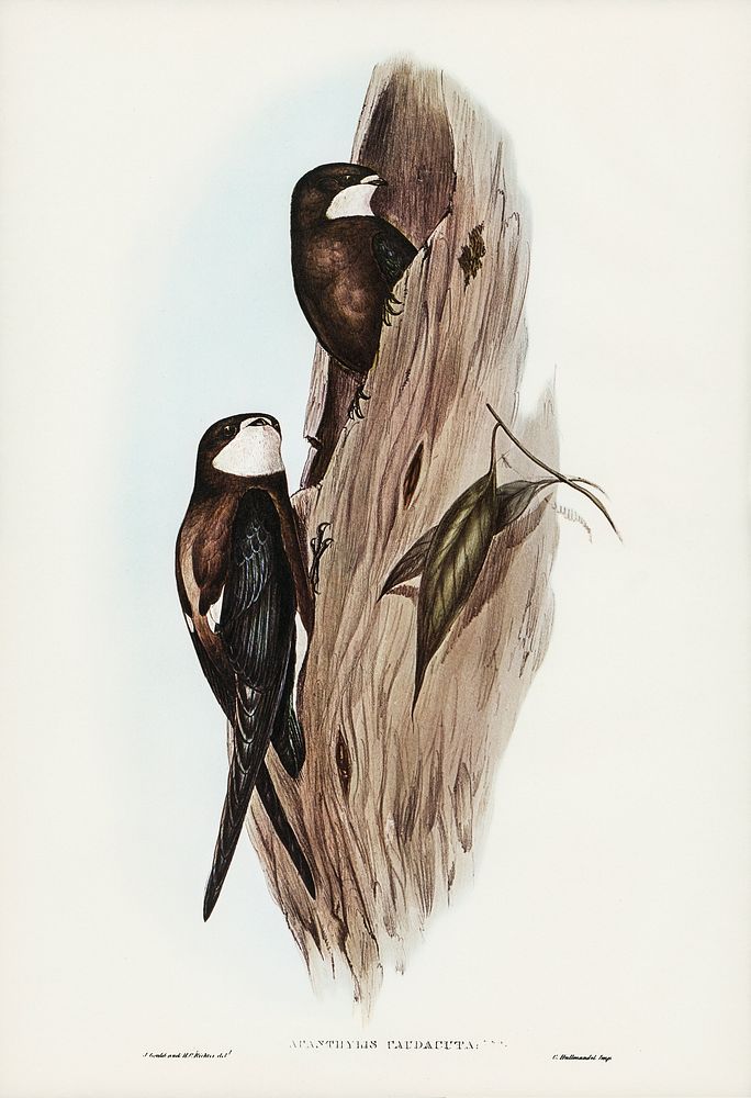 Australian Spine-tailed Swallow( Acanthylis caudacuta) illustrated by Elizabeth Gould (1804&ndash;1841) for John…