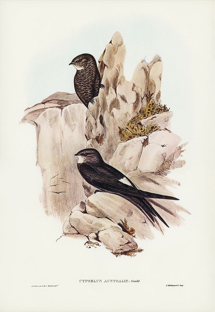 Australian Swift (Cypselus Australis) illustrated by Elizabeth Gould (1804&ndash;1841) for John Gould&rsquo;s (1804-1881)…