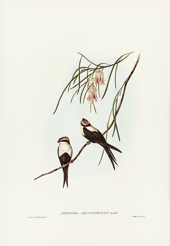 White-breasted Swallow (Atticora leucosternon) illustrated by Elizabeth Gould (1804&ndash;1841) for John Gould&rsquo;s (1804…