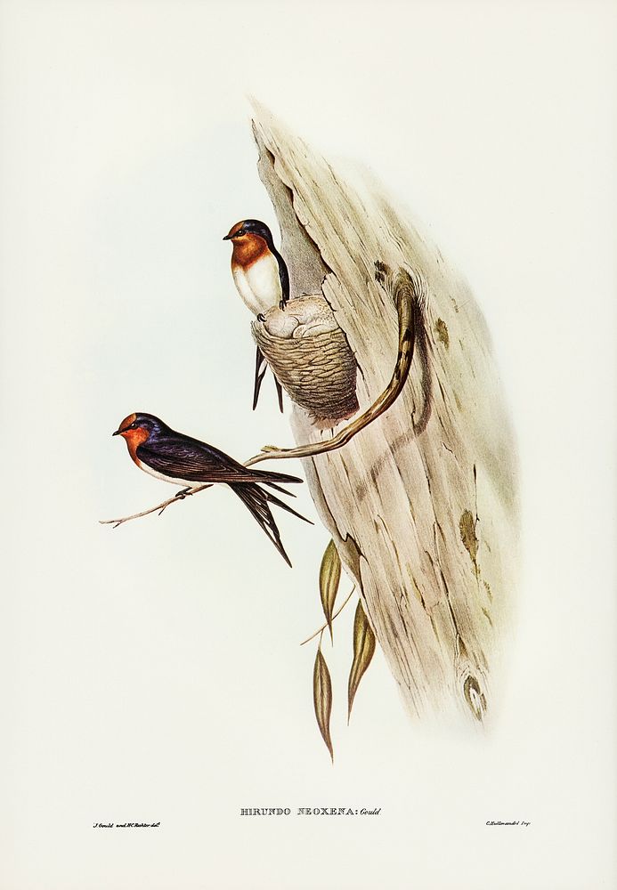Welcome Swallow (Hirundo neoxena) illustrated by Elizabeth Gould (1804&ndash;1841) for John Gould&rsquo;s (1804-1881) Birds…