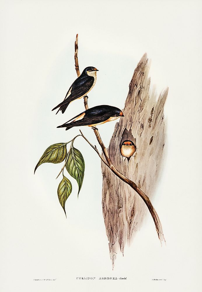 Tree Martin (Collocalia arborea) illustrated by Elizabeth Gould (1804&ndash;1841) for John Gould&rsquo;s (1804-1881) Birds…