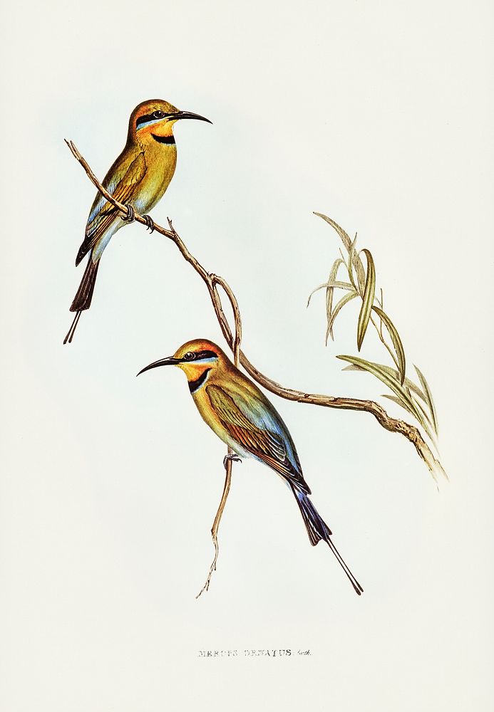 Australian Bee-eater (Merops ornatus) illustrated by Elizabeth Gould (1804&ndash;1841) for John Gould&rsquo;s (1804-1881)…