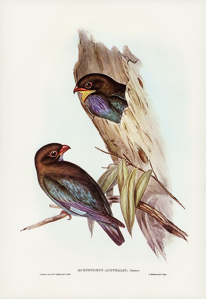Australian Roller (Eurystomus Australis) illustrated by Elizabeth Gould (1804&ndash;1841) for John Gould&rsquo;s (1804-1881)…