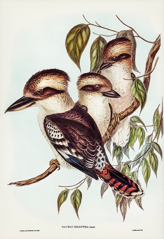 Great Brown Kingfisher (Dacelo gigantic) illustrated by Elizabeth Gould (1804&ndash;1841) for John Gould&rsquo;s (1804-1881)…