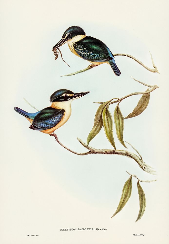 Sacred Halcyon (Halcyon sanctus) illustrated by Elizabeth Gould (1804&ndash;1841) for John Gould&rsquo;s (1804-1881) Birds…
