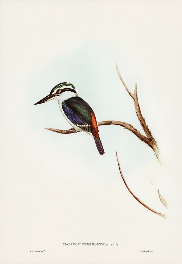 Red-backed Halcyon (Halcyon pyrrhopygia) illustrated by Elizabeth Gould (1804&ndash;1841) for John Gould&rsquo;s (1804-1881)…