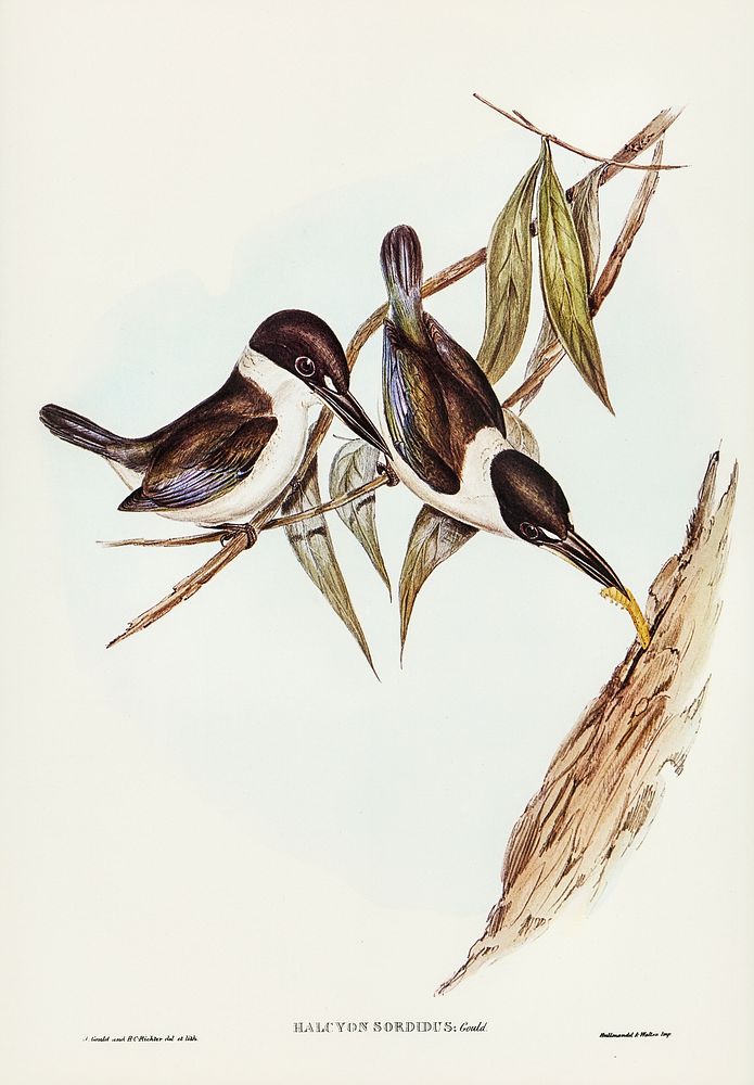 Halcyon sordid (Sordid Halcyon) illustrated by Elizabeth Gould (1804&ndash;1841) for John Gould&rsquo;s (1804-1881) Birds of…