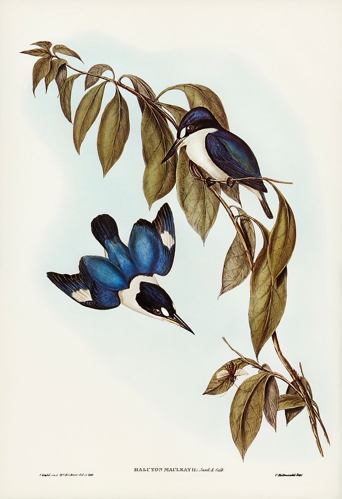 MacLeay&rsquo;s Halcyon (Halcyon MacLeayii) illustrated by Elizabeth Gould (1804&ndash;1841) for John Gould&rsquo;s (1804…