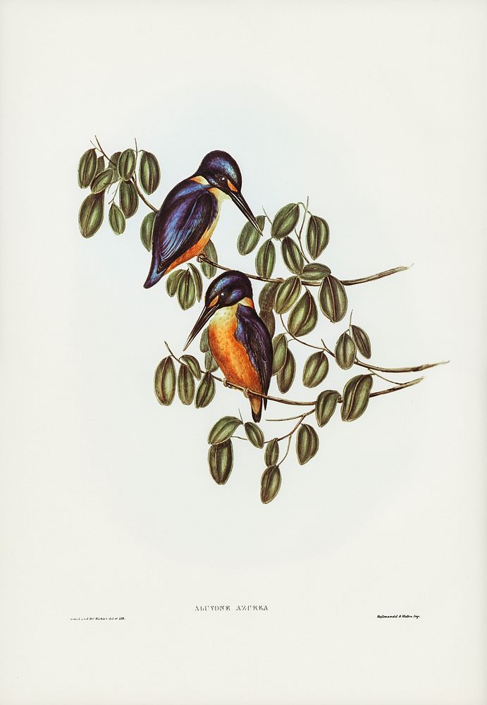 Azure Kingfisher (Alcyone azurea) illustrated by Elizabeth Gould (1804&ndash;1841) for John Gould&rsquo;s (1804-1881) Birds…