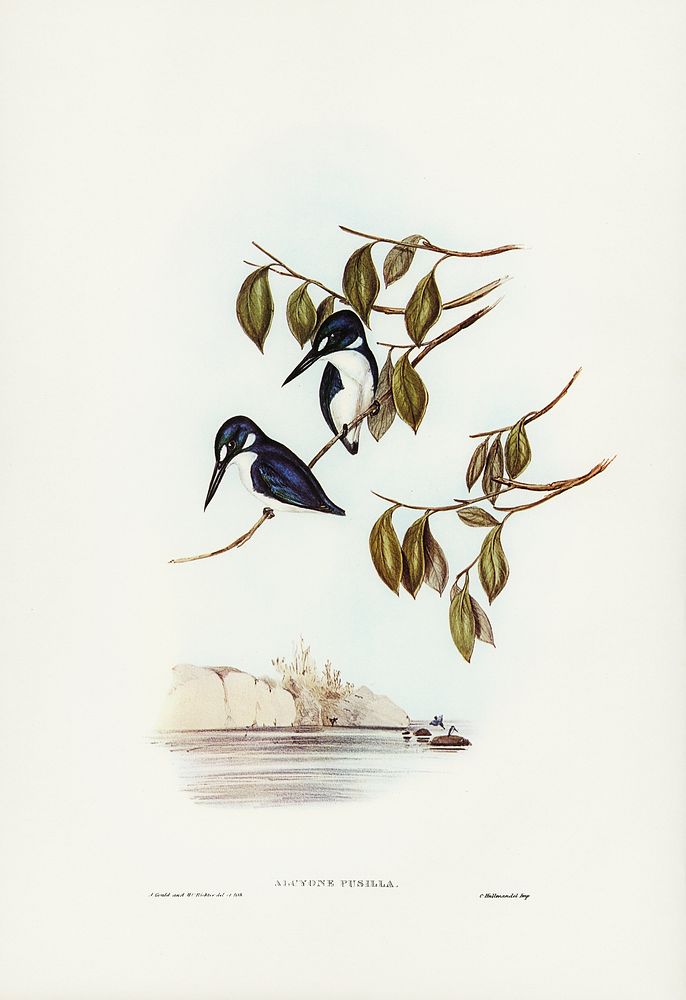 Little Kingfisher (Alcyone pasilla) illustrated by Elizabeth Gould (1804&ndash;1841) for John Gould&rsquo;s (1804-1881)…