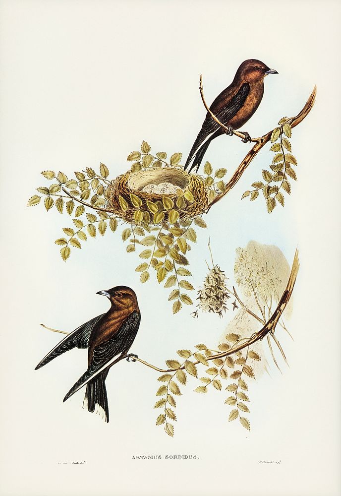 Wood Swallow (Artamus sordid) illustrated by Elizabeth Gould (1804&ndash;1841) for John Gould&rsquo;s (1804-1881) Birds of…