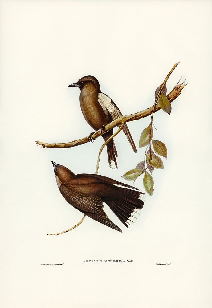 Grey-breasted Wood Swallow (Artamus cinereous) illustrated by Elizabeth Gould (1804&ndash;1841) for John Gould&rsquo;s (1804…