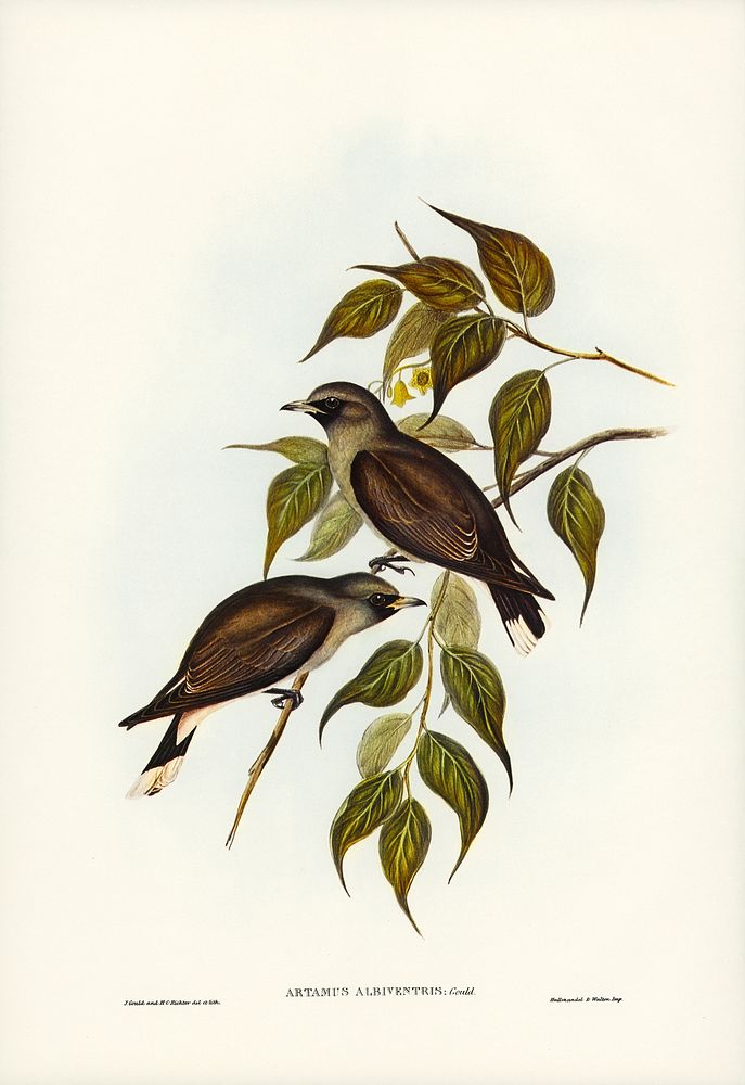 White-vented Wood Swallow (Artamus albiventris) illustrated by Elizabeth Gould (1804&ndash;1841) for John Gould&rsquo;s…
