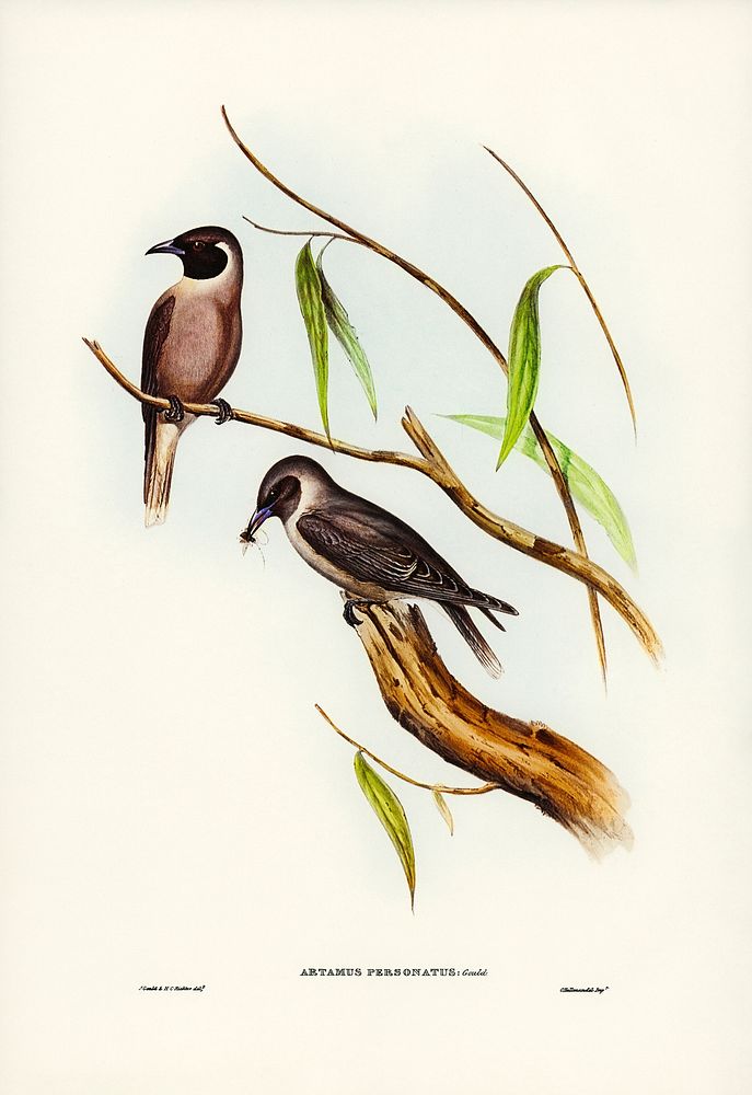 Masked Wood Swallow (Artamus personates, Gould) illustrated by Elizabeth Gould (1804&ndash;1841) for John Gould&rsquo;s…