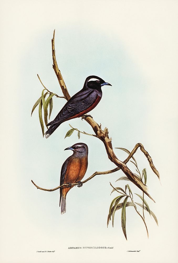 White-eyebrowed Wood Swallow (Artamus supercilious) illustrated by Elizabeth Gould (1804&ndash;1841) for John Gould&rsquo;s…