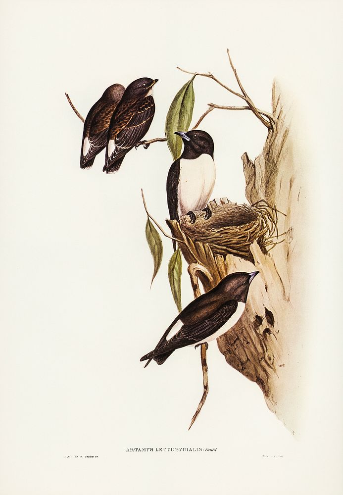 White-rumped Wood Swallow) illustrated by Elizabeth Gould (1804&ndash;1841) for John Gould&rsquo;s (1804-1881) Birds of…